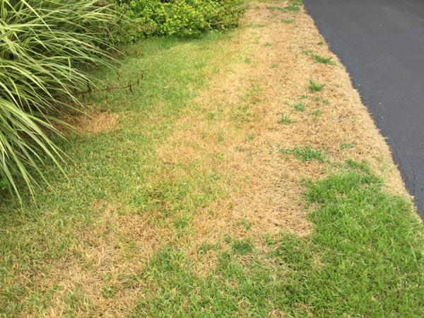 Chinch Bugs in Turf NC State Extension Publications